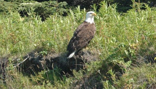 American eagle_david ramey photo