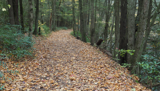 woodland path_Gatlinburg 2015_david ramey photo