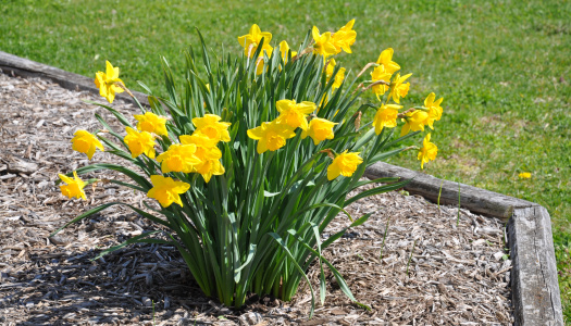 daffodils_dave ramey photo