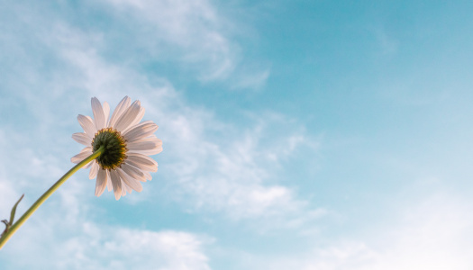 pexels-aaron-burden-adversity and hope_daisy and sky