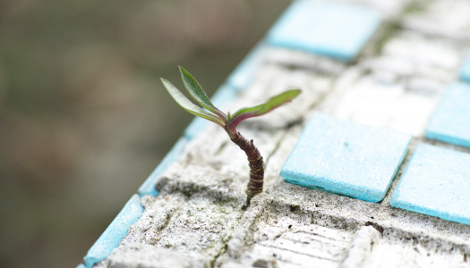 pexels-engin-akyurt-power of small miracles plant in crack