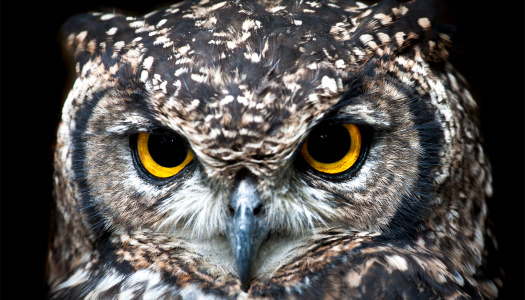 pexels-jean-van-der-meulen-wise owl