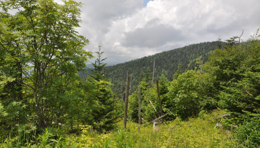 Smokie Mountains