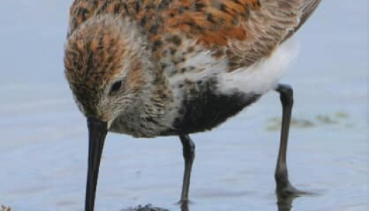 Bird with beak in water