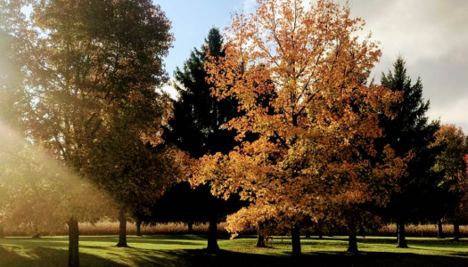 autumn leaves