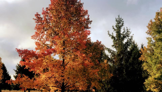 autumn leaves
