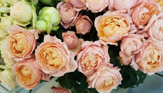 Roses