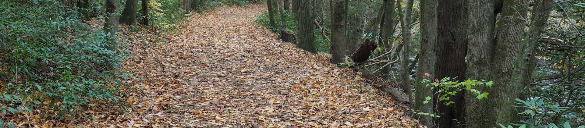 woodland path_Gatlinburg 2015_david ramey photo