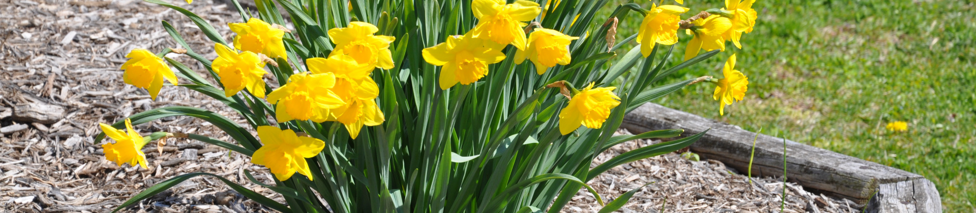 daffodils_dave ramey photo