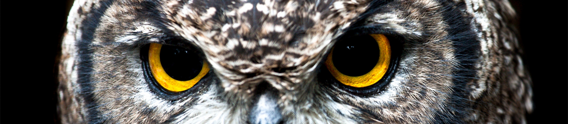 pexels-jean-van-der-meulen-wise owl