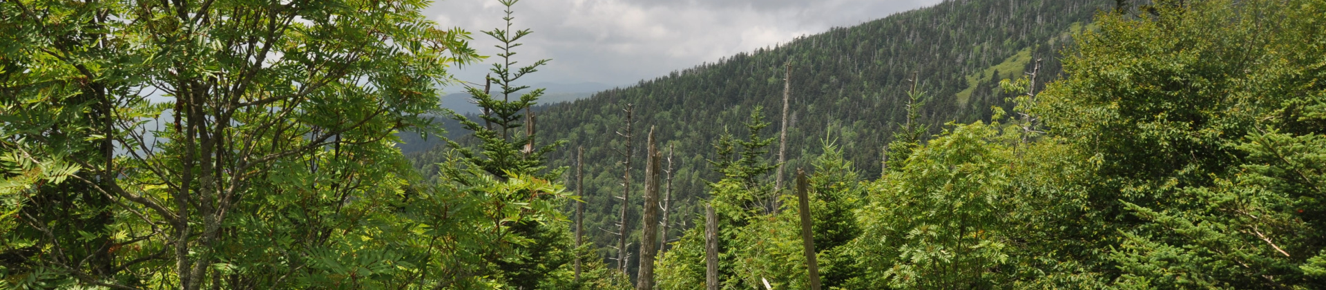 Smokie Mountains