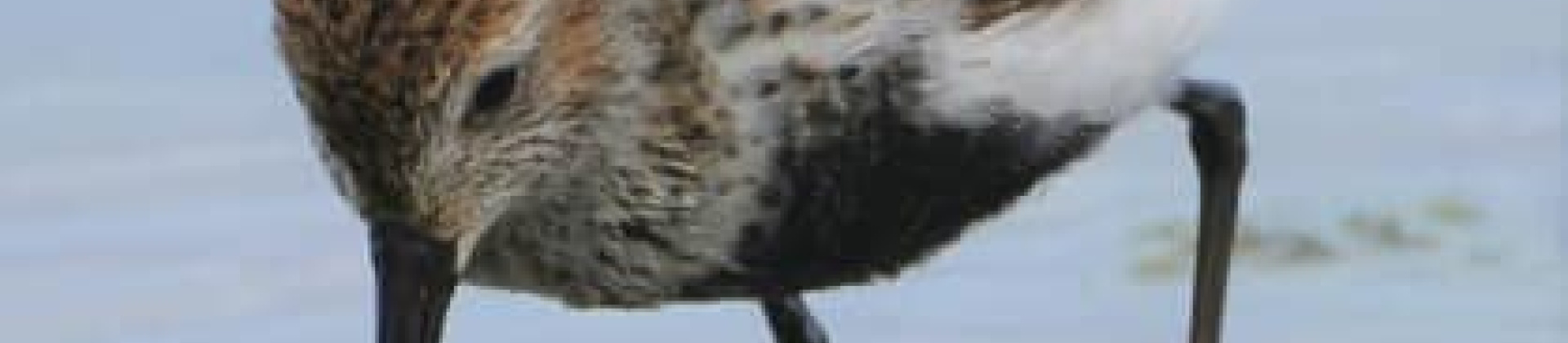 Bird with beak in water