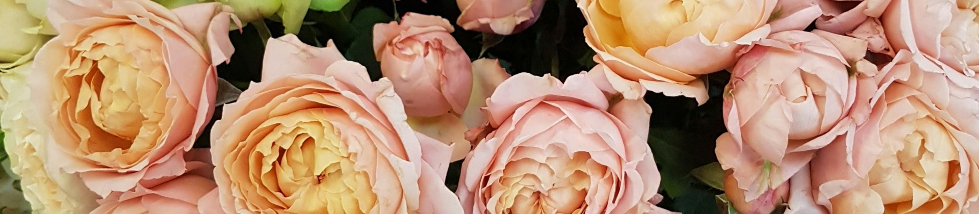 Roses